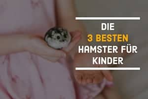 Kinderfreundliche Hamster: Die 3 Besten Hamster Für Kinder