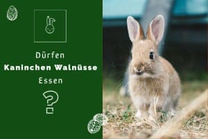 Dürfen Kaninchen Walnüsse Essen?