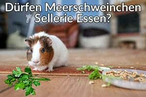 Dürfen Meerschweinchen Sellerie Essen? (Sicherlich Dürfen Sie Das, Oder?)