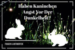 Haben Kaninchen Angst Im Dunkeln? Ängstliche Kaninchen