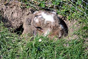 Wie Man Kaninchen Davon Abhält, Den Garten Umzugraben