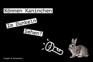 Können Kaninchen Im Dunkeln Sehen? Augenlicht | Sehvermögen In Der Nacht