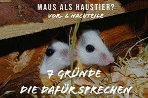 Mäuse Als Haustiere Vorteile Und Nachteile: 7 Gründe, Warum Du Eine Maus Als Haustier Kaufen Solltest