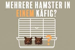 Kann Man Mehrere Hamster In Einem Käfig Halten?