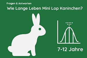 Wie Lange Leben Mini Lops? Lebenserwartung | Lebensspanne