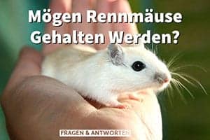 Mögen Rennmäuse Es, Gehalten Zu Werden? Tipps, Wie Du Deine Rennmaus Sicher Halten Kannst