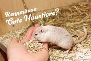 Sind Rennmäuse Gute Haustiere? Sind Sie Gute Haustiere Für Kinder?