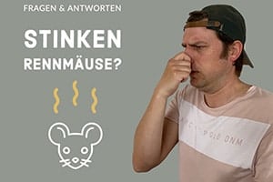 Stinken Rennmäuse? Einfache Schritte Damit Sie Nicht Mehr Riechen