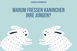 Warum Fressen Kaninchen Ihre Jungen? 3 Wege, Dies Zu Verhindern