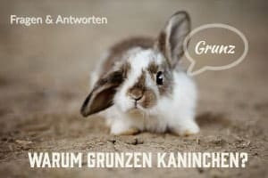 Warum Grunzen Kaninchen? Was Bedeuten All Diese Kaninchengeräusche?