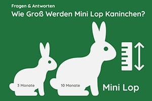 Wie Groß Werden Mini Lop Kaninchen? Größe | Wachstumsrate | Alter