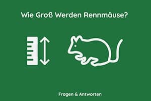 Wie Groß Werden Rennmäuse? Größe | Wachstumsrate | Lebenserwartung | Zeitskalen