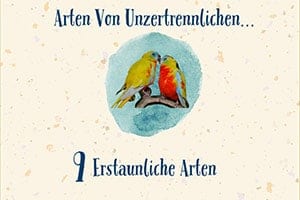 Arten Von Unzertrennlichen | 9 Erstaunliche Unzertrennliche Arten