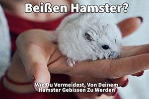 Beißen Hamster? Wie Du Vermeidest, Von Deinem Hamster Gebissen Zu Werden