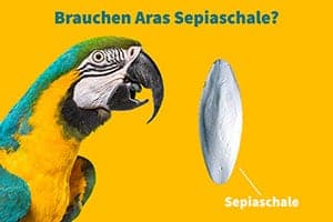 Brauchen Aras Sepiaschale? (Vorteile Von Tintenfischbein Für Aras)