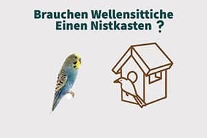 Brauchen Wellensittiche Einen Nistkasten? (Ruhen, Schlafen, Brüten)