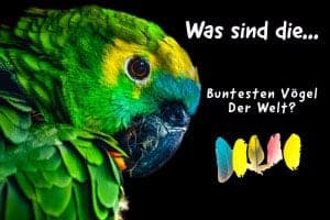 Die 11 Buntesten Vögel Der Welt