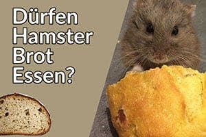 Dürfen Hamster Brot Essen?