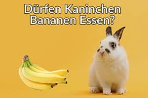 Dürfen Kaninchen Bananen Essen? Gut Oder Schlecht Für Sie!