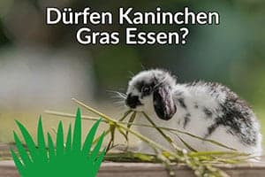 Dürfen Kaninchen Gras Fressen? Ist Nasses Gras Zum Füttern OK?