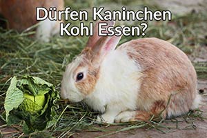 Dürfen Kaninchen Kohl Essen (Stängel Und Blätter?)