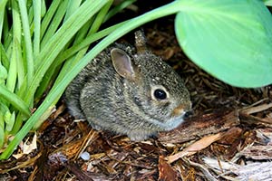 Dürfen Kaninchen Nass Werden | Was Kann Passieren, Wenn Dein Kaninchen Nass Wird?