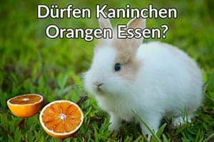 Dürfen Kaninchen Orangen Essen? Wichtige Informationen Die Du Wissen Musst