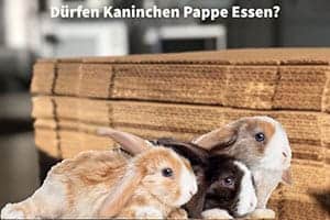 Dürfen Kaninchen Pappe Essen? (Ist Es  Wirklich Sicher Zu Essen)