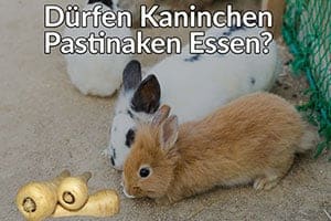 Dürfen Kaninchen Pastinaken Essen – Gekocht Oder Roh?