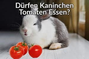 Dürfen Kaninchen Tomaten Essen? Wichtige Nährwertinformationen