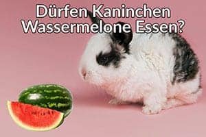 Dürfen Kaninchen Wassermelone Essen?