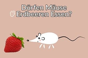 Dürfen Mäuse Erdbeeren Essen?