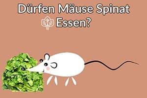 Dürfen Mäuse Spinat Essen? Ist Er Gut Für Sie?