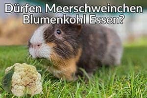 Dürfen Meerschweinchen Blumenkohl Essen? Ist Er Voller Nährstoffe Und Vitamine?