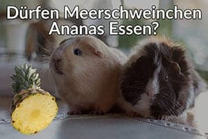 Dürfen Meerschweinchen Ananas Essen? (Gut Oder schlecht)