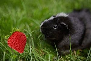 Dürfen Meerschweinchen Erdbeeren Essen?