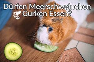 Dürfen Meerschweinchen Gurken Essen? (Portionsgröße, Gefahren & Mehr)