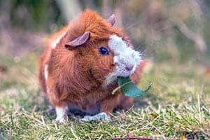 Dürfen Meerschweinchen Rosmarin Essen?