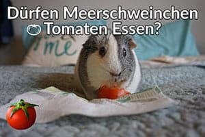 Dürfen Meerschweinchen Tomaten Essen?