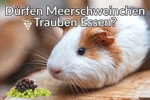 Dürfen Meerschweinchen Trauben Essen? (Portionsgröße, Gefahren & Mehr)