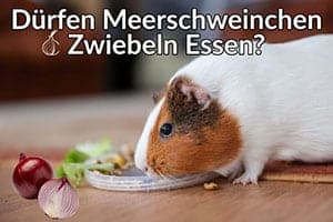 Dürfen Meerschweinchen Zwiebeln Essen? Gut Oder Schlecht Für Meerschweinchen!