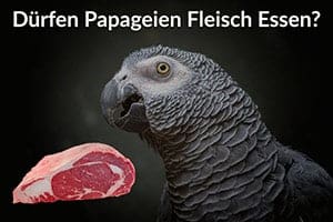 Dürfen Papageien Fleisch Essen (Unnatürliche Ernährung?)