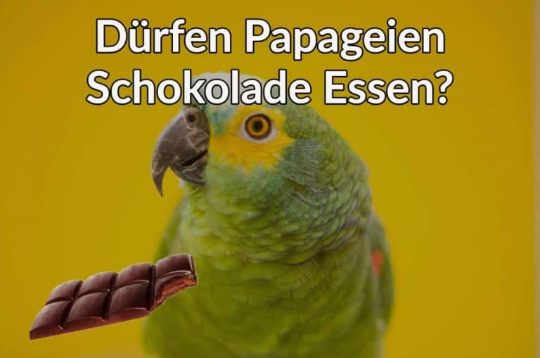Dürfen Papageien Schokolade Essen? - Tier Wie
