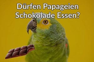 Dürfen Papageien Schokolade Essen?