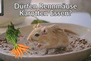 Dürfen Rennmäuse Karotten Essen?