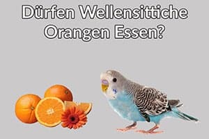 Dürfen Wellensittiche Orangen Essen? (Nutzen Und Risiken)