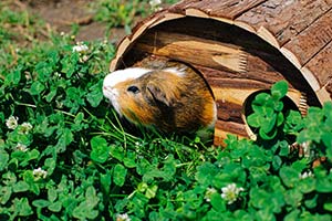 Dürfen Meerschweinchen Kräuter Fressen? (Gute Und Schlechte Kräuter)