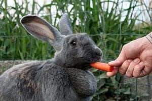 Flämisches Riesenkaninchen: Ernährung | Größe | Zucht | Unterbringung