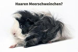 Haaren Meerschweinchen? Wie Man Das Haaren Schnell Beendet