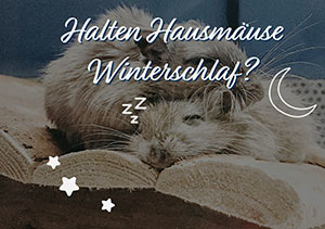 Halten Hausmäuse Winterschlaf? Gründe | Wie | Warum | Wo | Hausmaus